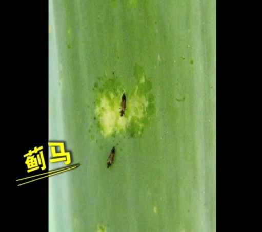 按此在新窗口瀏覽圖片