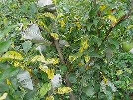 按此在新窗口瀏覽圖片