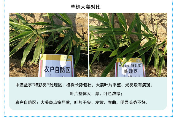 按此在新窗口瀏覽圖片