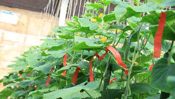 é????????????o¢?????|