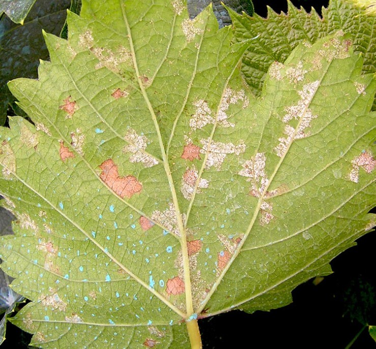 按此在新窗口瀏覽圖片