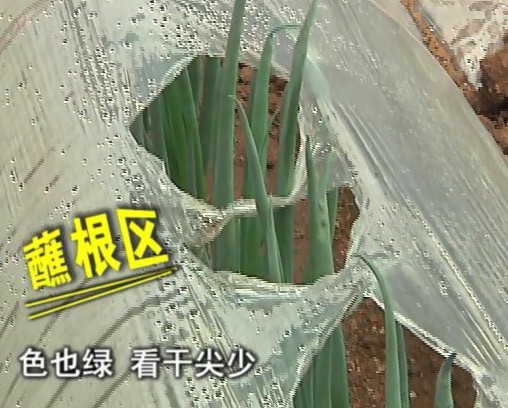 按此在新窗口瀏覽圖片