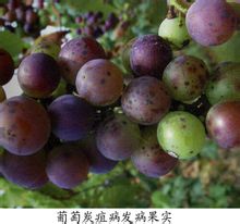 按此在新窗口瀏覽圖片