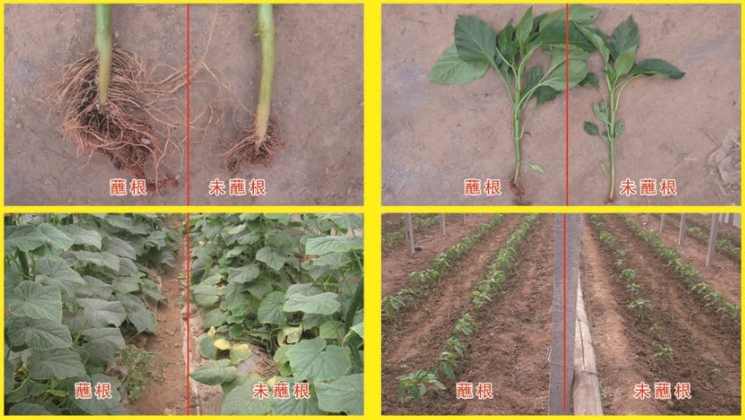 按此在新窗口瀏覽圖片