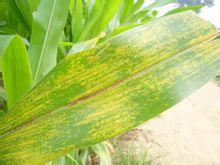 按此在新窗口瀏覽圖片