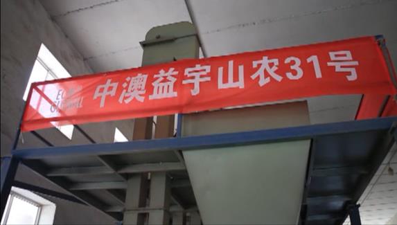 麥種精選助高產(chǎn)