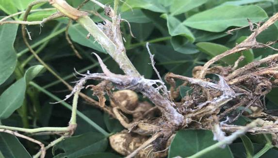 花生不再“談白色變”