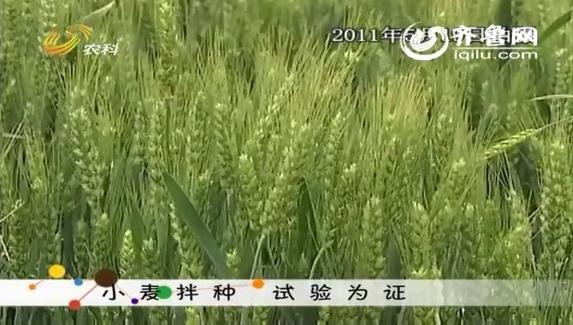 小麥拌種 試驗(yàn)為證