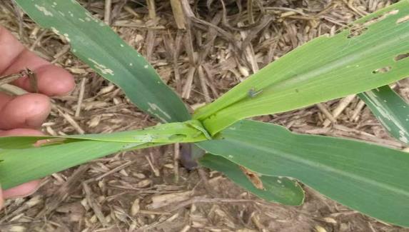 青蟲紅蟲別囂張